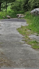 Le Pont de l Abbaye aux Oies avant le chantier 06